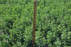 This is dryland Alfalfa in Cherokee, Oklahoma. The field usually produces 1-2 cuttings per year. This picture shows his 4th cutting while using Blue Gold™ with enough time for a 5th cutting! In his best year, the farmer told us he usually gets 1-2 tons per acre, and this year his Blue Gold™ Alfalfa is approaching 5 tons per acre! All of this during an ongoing drought condition.