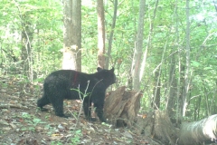 (2/4) He had it out before, but the camera did not work, and the bear tore apart another stump location and tore the bark off the tree where he poured it down the bark.