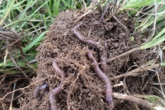 “The worms like in the picture are in every shovel full that is turned over anywhere under the pivots now.  When I bought the farm 10 years ago, I asked the county extension agent if there were worms in the valley because I had not seen one worm in the first 2 years on the farm that I’d been here and I really looked for them.  He assured me that the valley had worms, but our farm did not! This farm had been conventionally farmed for over 50 years and was totally sterile it seems. The wood fence posts were more decomposed above ground than below ground that I attribute it to the chemicals applied.  2 years ago we stopped all conventional pesticides herbicides and fertilizers and began applying Eden’s Blue Gold™ Solutions, and the earthworms exploded in just one month after our first applications, the first year of using the solutions.” -Bar 10 Ranch, St. George, Utah