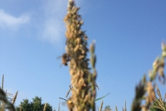 This grower in Arkansas was so surprised at the increase of bees in his field, on the Blue Gold™ Program, he just had to stop and take a picture to show us!