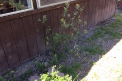 (1/3) “I sprayed Blue Gold™ Garden on my milkweed for my red spider mite problem.