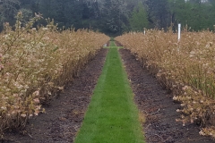 (2/4) We ran a 2 spray trial with them on 400+ of their blueberry acres. They sent us some recent photos and said this was the, "largest and best harvest in years"!