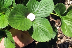 (3/3) Notice the increased size of the strawberry leaves. The photo with a quarter in the center is for reference to show the size.
