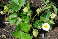 “My strawberries were treated 2x with Blue Gold™, and they are all like this one plant pictured... 12 to 16 buds per plant, and it’s only May with still cool temps.”