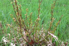 (2/13) “My family planted two varieties of blueberries conducive to the cold climate of northern Minnesota. Chippewa and Superior were selected based on hardiness, disease resistance, and production. The field was planted in the summer of 2010 with 2-year-old plants from a commercial grower.