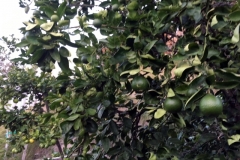 (1/6) This pest and the disease-ridden Citrus Tree, in San Diego, CA, was cured, and the homeowner said he has never had so healthy and many more fruits than before!