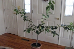 (1/3) An Indoor lemon tree has not bloomed once in 3 years.