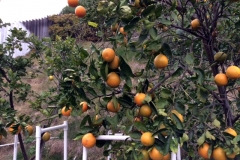 (1/5) One of our California customers, who grows year-round, sent us photos of his backyard citrus trees and said…