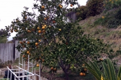 (2/5) “Approximately 75% more fruit than last year, really green! Thank you!” -James Read