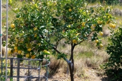 (1/10) The lemon tree in San Diego, CA, treated with Blue Gold™ that produced huge lemons!