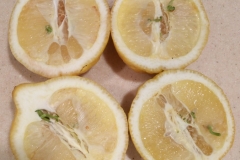 (8/10) Self-seeding lemons! “These Blue Gold™ lemons have been outside for a while on the ground. They hold up really well. No rotting or mold outs. Thought this was interesting; when you cut them open they already had sprouted seeds inside.”