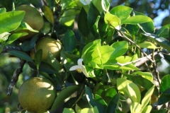 Florida Citrus with fruit hanging and new blooms coming out after Blue Gold™ applications.