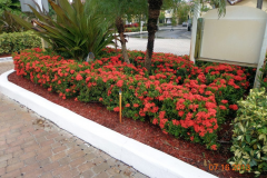 This is a 12-acre Commercial property in Florida. Blue Gold™ enabled the Condo development to reduce its massive budget for fertilizer, and achieve even more blooms using Blue Gold™ Vibrant Floral. This is a shot of Blue Gold™ florals. Blue Gold™ does impressive things for promoting massive blooms.