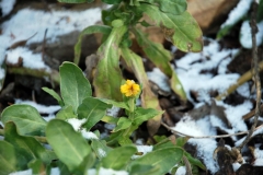 (5/6) This Marigold is an annual plant and should be dead after the first frost. Here it is, in the snow, still blooming. Blue Gold™ Vibrant Floral gains winter proofing benefits to growers.
