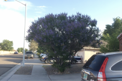 Blue Gold customer, George Reymer sent us this video of his Rose Bushes and Butterfly Bush, which is basically a Butterfly Tree at this point! 🦋🌹 George is based in Albuquerque, New Mexico and has no issues with heat stress on his plants using Blue Gold™!