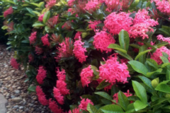 These Ixora plants received only one application of Blue Gold™ Vibrant Floral and busted out in massive blooms!