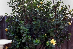 (1/2) This hibiscus in San Diego, California was dead and given up on.