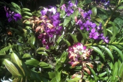 These are amazing blooms from a Blue Gold™ Vibrant Floral Orchid that a happy customer is enjoying.