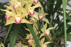 "I have 6 pots of 20 yr old cymbidium orchids. Each year I would be lucky to have 1-2 spikes of blooms from 1 of the pots, despite using traditional orchid fertilizer. I purchased Blue Gold for my organic potted lemon trees and container veggies. Got lazy and started using once a week on my orchids for the last 6 months. Surprisingly, I have spikes in all my cymbidium plants. One has 7." -WY