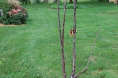(1/2) Peach tree in Missouri that was killed from over fertilization.