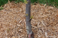 (2/2) Once the owner sprayed it with Blue Gold™ Garden and new buds are shooting out all over!