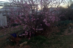 Texas grower says they have never seen this many blooms on his peach tree before use Blue Gold™ Vibrant Floral. After several killing touches of frost, grower said not a single bloom was lost.