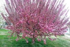This is a fantastic example of how well the Blue Gold™ works to increase blooms and protect this fruit tree from killing frosts. After a few killing touches of frost, the Blue Gold™ Vibrant Floral still encourages this massive bloom set. The grower experienced zero loss of blooms due to killing frosts.