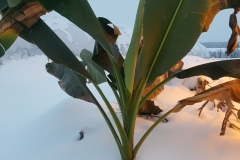 How do you protect your crops against frost and freeze? Join Azure Standard and use Blue Gold™ Solutions! This photo was taken on January 3, 2017, at Azure Standard Farms in Dufur, Oregon. This tropical banana tree was a cutting stuck in the snow from the greenhouse (for fun as a test). It weathered many killing touches of frost and freeze swings already this year and not died. It's a little rough around the edges but still made it through this snowfall at 9° outside. Notice the new flush (leaf) coming out also.