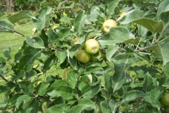 (1/2) “My husband bought the Blue Gold™ Garden solution at our local health food store. I used it skeptically on my apple tree. I was impressed with the outcome.