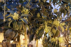 Azure Standard comments that this Avocado tree is experiencing 300% increase in their fruit set on the Blue Gold™ Program. Look at the blooms!