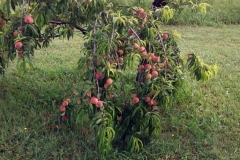 This Blue Gold™ peach tree was thinned twice, and the grower commented that the peaches had no imperfections and how sweet the fruit was compared to previous years.