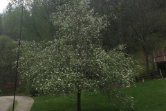 (1/2) The apple trees at the Eden office at 70% bloom showing before mid-April…