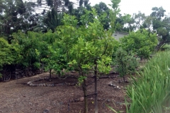 (2/3) The customer is delighted with their now very healthy fruit trees treated with Blue Gold™!