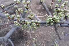 (1/6) After several early spring killing touches of frost, this fruit tree did not suffer any detriment, and it continued to set its fruit and produce all of it.