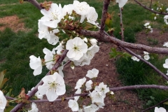 (4/6) After only a few beginning applications of Blue Gold™ Vibrant Floral, the Washington State growers are amazed at the number of blooms on their Fruit Tree.