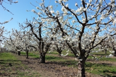 (2/3) Estimate a TWO fold increase over last years fruit set. They started Blue Gold™ previous year in mid cherry season. <a href="https://www.dropbox.com/sh/slqiwv4780f89s0/AAALkkU-8ovtjTMoBKRzyfbXa?dl=0 ">View all the photos here</a>