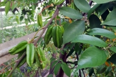 (2/4) They commented they have never had this many star fruit in a single cluster or fruit this big!