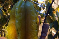 (4/4) Azure Standard comments this seven-inch starfruit is 3 times the normal size of their starfruit!