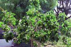 (2/11) California fig tree had not produced in 10 years but just 3 applications of Blue Gold™ that changed.