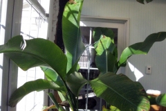 "In the winter, the leaves are normally drooping, and the plant looks in sad shape. But after use of Blue Gold™, our banana tree is surprisingly perky."