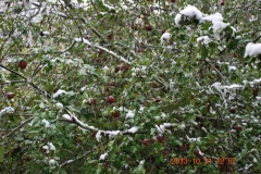 (1/3) Snow on fall apples that did not freeze or have any damage…