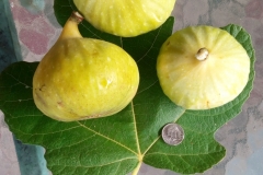 (1/4) Check out these photos of young/immature not fully grown/ripe figs that Blue Gold grower Mike Jones sent us!