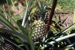 (2/3) This Blue Gold™ pineapple plant produced 6 pineapples on 1 plant!