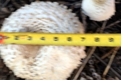 Super big mushrooms grew overnight after the mulch received Blue Gold™ overspray.