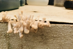 (1/3) Look at these mushrooms that just started growing in the blending room we noticed one morning? They grew out of the cracks on the mixing table where Blue Gold™ Solutions have been spilled over the years. From sprouts day before (last picture) to this full grown state in 48 hrs.