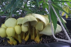 (3/3) This is the fourth grow on this soil and never seen this before. Pretty Amazing. " -Mike Jones