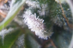 (1/3) Check out the trichomes* on these Blue Gold™ cannabis plants from Eden customer, Mike J.