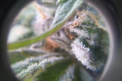 (2/3) *Trichomes are the gooiest part of the cannabis plant. They the resin glands of the plant which contain THC, CBD, and other active medicinal cannabinoids.
