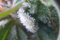 (3/3) Trichomes are literally the cream of the cannabis crop.