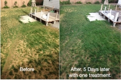 (1/3) Untreated Lawn Transformed with Blue Gold™